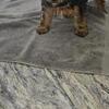 Yorkie puppy