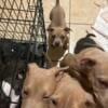 Bully puppies looking for their forever home