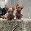 Sphynx Kittens Available