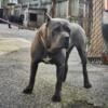 Cane Corso Solid Blue Male 18 months Old