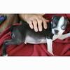 1 Male Boston Terrier puppy