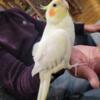 Cockatiels for rehoming