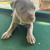 ANOTHER LITTER YAAAYY NICE PITBULLS