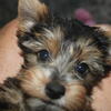Yorkie Mae Puppy for adoption in Missouri