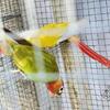 Going Out of Business Sale on Green Cheek Conures