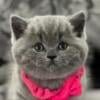 British Shorthair Blue Female