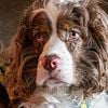 Brown Merle Cocker spaniel stud