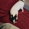 For sale a little boy puppy