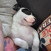 REDUCED FEE  SAN ANTONIO 2 pups