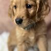 AKC GOLDEN RETRIEVER PUPPIES