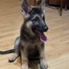 AKC reg German Shepherd