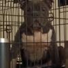 Female Micro American Bully 10" 35 pounds