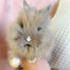 Lionhead bunny Button