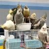 Cockatiels - Hand-Fed Hand-Tame Babies.