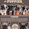 French Bulldog Puppies