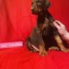 Doberman puppies