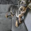 Merle Miniature Pinscher Puppy
