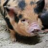 Kune Kune pigs