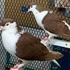 Lahore Pigeon  Black, Red and Levender lahore for sale