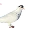 Variety Of Pigeons For Sale (NJ)