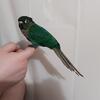 Green Cheek Conure Baby