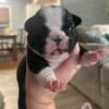 Frenchie pups available