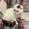 Foldex (Scottish Fold/Exotic Shorthair) Adult