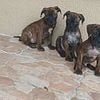 Bullmastiff for sale