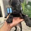 8 Weeks - Mastiff Puppies For Rehoming 