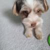 Cute puppy Beaver Yorkie