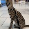 EXOTIC AFRICAN SERVAL KITTENS AVAILABLE - not F1 Savannah
