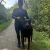 Doberman stud