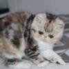 Beautiful Female Silver Patched Exotic Shorthair!
