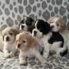 Gentle Cocker Spaniel Puppies For Rehoming.