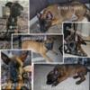 Belgian malinois puppies