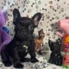 Frenchie female french bulldog 