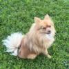 Male Pom Needs a home