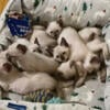 Siamese Kittens SealPoint