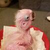 Umbrella cockatoo baby