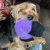 Male Yorkiepoo needs to be re-homed 