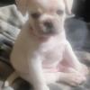 Micro Frug Puppies Frenchie/Pugs