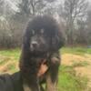 AKC TIBETAN MASTIFF PUPS