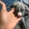 Pure Bloodline Blue Puppies