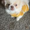 AKC Male Pekingese Puppies