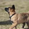 Belgian Malinois