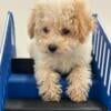 Toy Poodle female- super tiny!