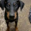 Doberman female non z factor