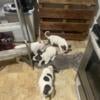 American bulldog Puppies