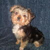 11 Week Old Male Yorkie