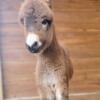 Beautiful family quality Miniature Donkeys Mini Horses Friendly